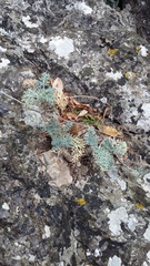 Seseli gummiferum