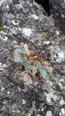 Seseli gummiferum