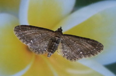 Eupithecia tripunctaria