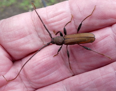 Xystrocera natalensis