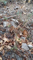 Scabiosa praemontana