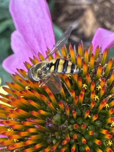 Unknown species found near Market St, La Crosse, WI, US