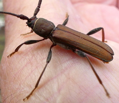 Xystrocera natalensis