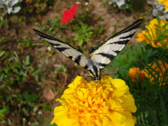 Iphiclides podalirius