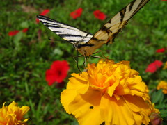 Iphiclides podalirius