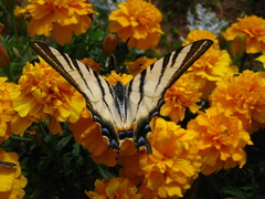 Iphiclides podalirius