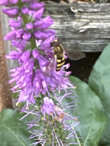 Unknown species found near Market St, La Crosse, WI, US
