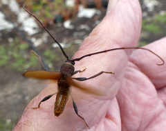 Xystrocera natalensis