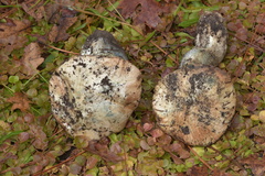 Leccinum arbuticola image