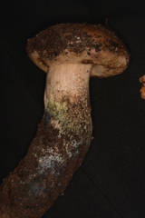 Leccinum arbuticola image
