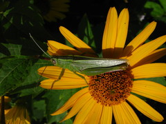 Heteracris pterosticha