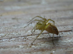 Oxyopes lineatus