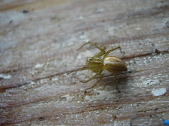 Oxyopes lineatus