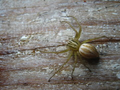 Oxyopes lineatus