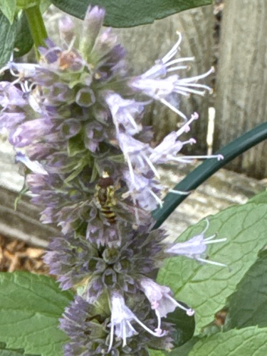 Unknown species found near Market St, La Crosse, WI, US