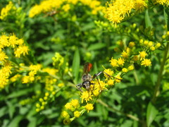 Sphecidae