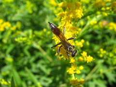 Sphecidae