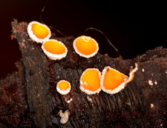 Lachnellula calyciformis