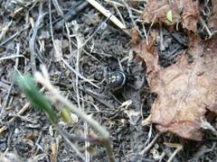 Steatoda albomaculata