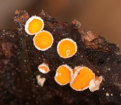 Lachnellula calyciformis