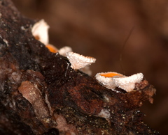 Lachnellula calyciformis