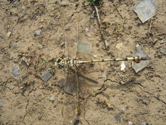 Lindenia tetraphylla