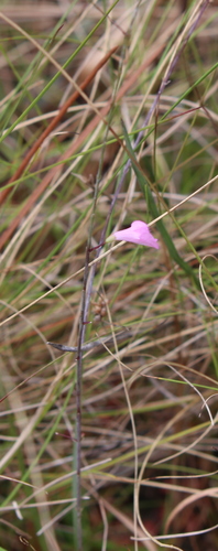 Image of Agalinis filicaulis by (c) Lauren McLaurin, some rights reserved (CC BY)