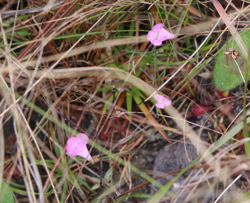 Image of Jackson False Foxglove (Agalinis filicaulis) by (c) Lauren McLaurin, some rights reserved (CC BY)