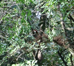 Halcyon smyrnensis fusca