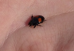 Margarinotus bipustulatus