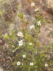 Harmogia densifolia