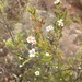 Harmogia densifolia - Photo (c) jayn, some rights reserved (CC BY-NC), uploaded by jayn