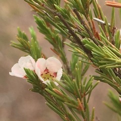 Harmogia densifolia