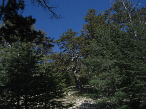 Cedar of Lebanon (Cedrus libani)