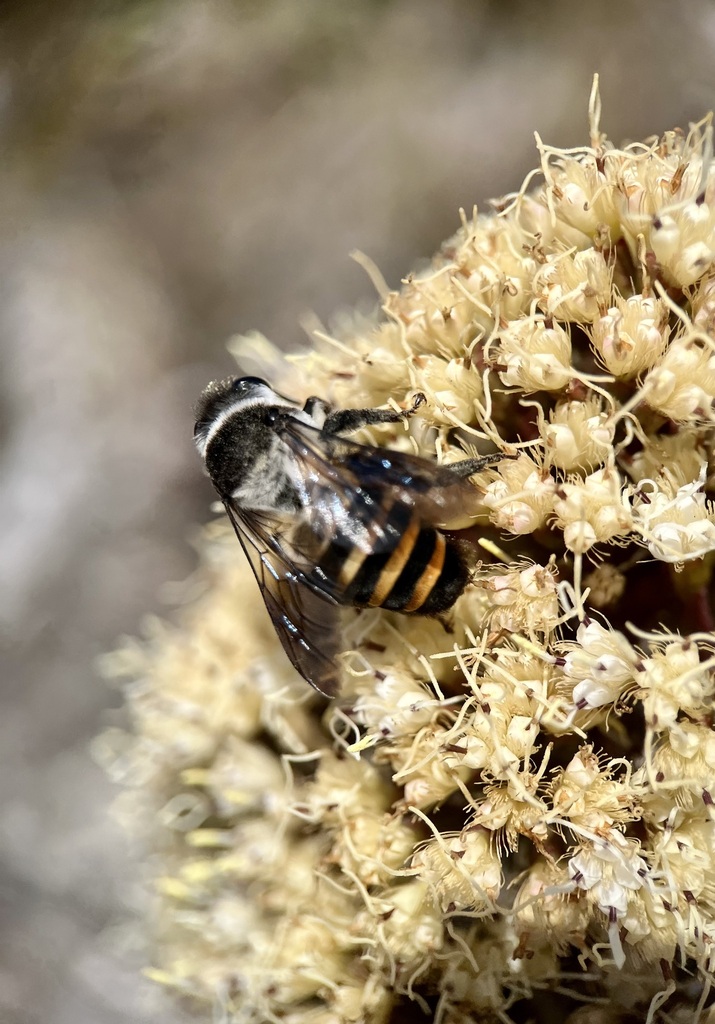 Caupolicana rupestris