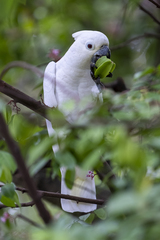 Cacatua