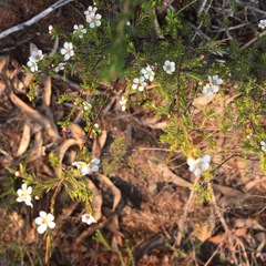 Harmogia densifolia