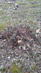 Veronica capsellicarpa