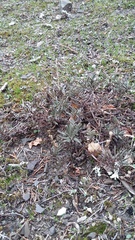 Veronica capsellicarpa