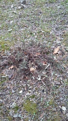 Veronica capsellicarpa