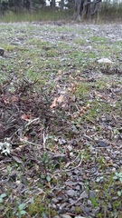 Veronica capsellicarpa