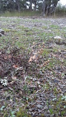 Veronica capsellicarpa