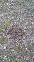 Veronica capsellicarpa