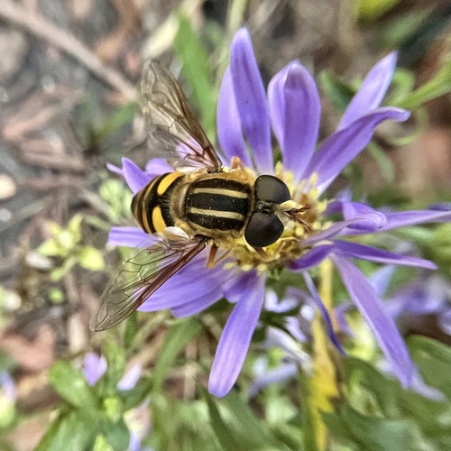 Unknown species found near Lennox Ave NE, Cedar Rapids, IA, US