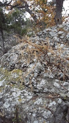 Hippocrepis emerus emeroides