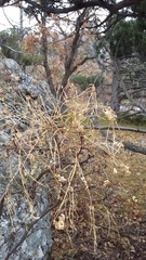 Hippocrepis emerus emeroides