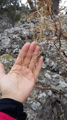 Hippocrepis emerus emeroides