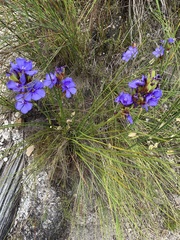 Aristea juncifolia
