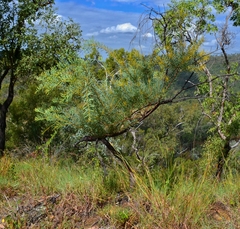 Acacia decora