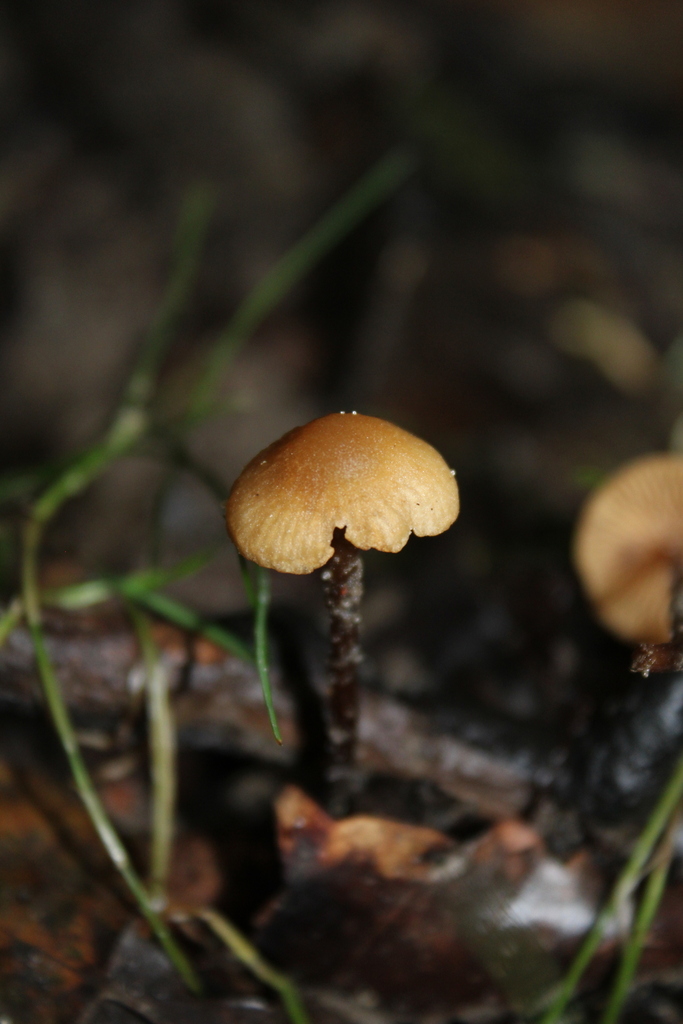 Naucoria scolecina